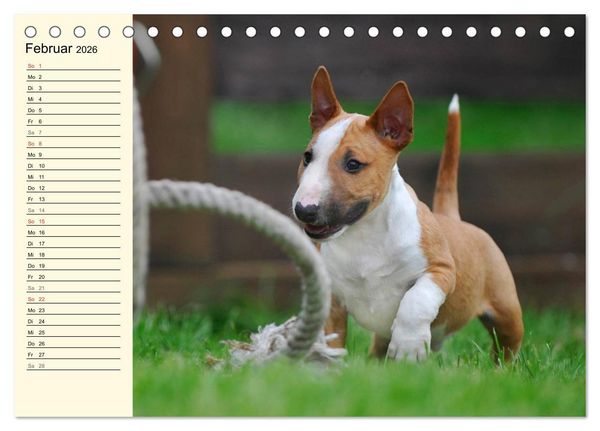 Produktbild: Bullterrier (Tischkalender 2026 DIN A5 quer), CALVENDO Monatskalender