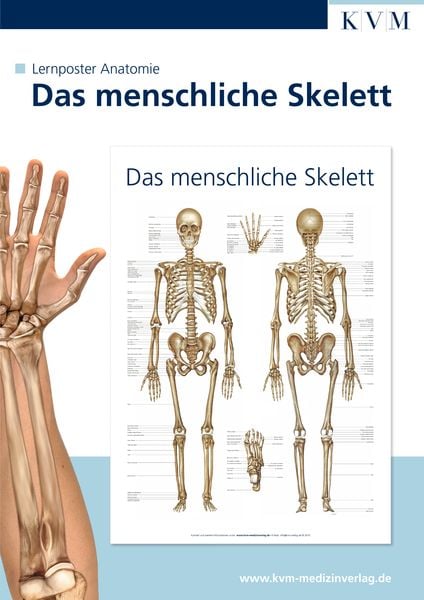 Lernposter Anatomie, Poster von , KVM - Der Medizinverlag, 978-3-940698-12-4