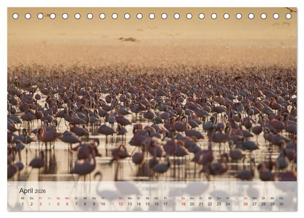 Produktbild: Flamingo Impressionen 2026 (Tischkalender 2026 DIN A5 quer), CALVENDO Monatskalender