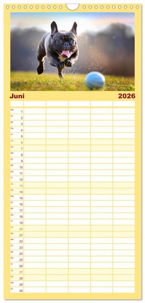 Produktbild: Familienplaner 2026 - Bullys in Action - Franz&ouml;sische Bulldoggen lieben B&auml;lle mit 5 Spalten (Wandkalender, 21 x 45 cm) CALVENDO