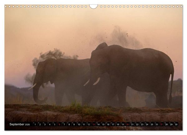 Produktbild: Magie des Augenblicks - Elefanten - Afrikas sanfte Riesen (Wandkalender 2026 DIN A3 quer), CALVENDO Monatskalender