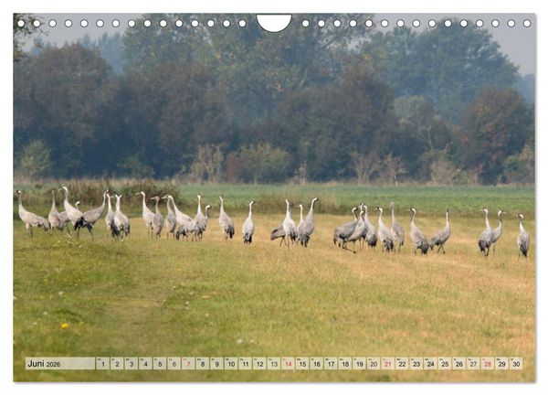 Produktbild: Kraniche auf dem Weg nach S&uuml;den (Wandkalender 2026 DIN A4 quer), CALVENDO Monatskalender