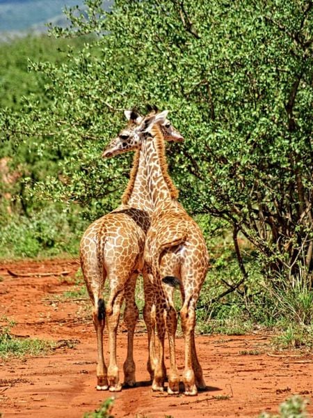 Produktbild: CALVENDO Puzzle Giraffen | 1000 Teile Lege-Gr&ouml;&szlig;e 64x48cm Foto-Puzzle f&uuml;r gl&uuml;ckliche Stunden