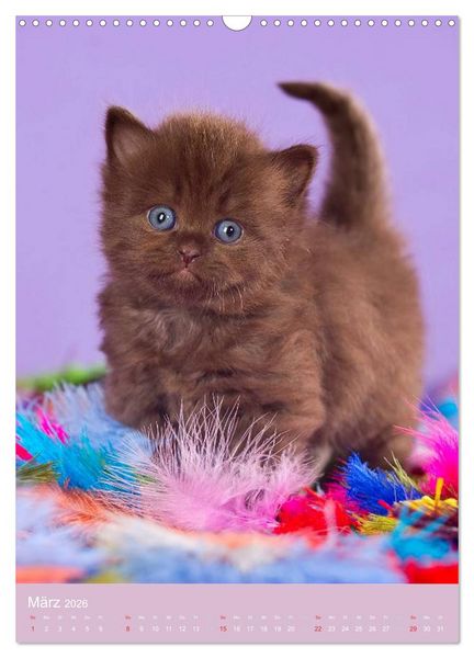 Produktbild: Tierkinder Hunde und Katzen (Wandkalender 2026 DIN A3 hoch), CALVENDO Monatskalender