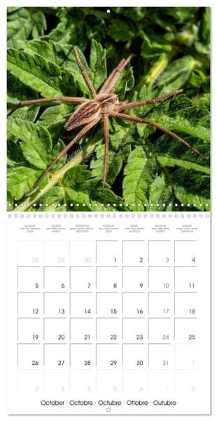 Produktbild: Natural beauty. Close-up insects (Wall Calendar 2026 12 &times; 12 Inch) CALVENDO 12 Month Wall Calendar