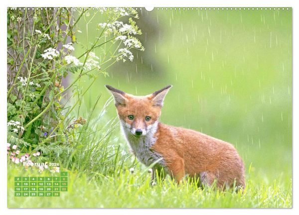 Produktbild: Der Fuchs: Kluger J&auml;ger (Wandkalender 2026 DIN A2 quer), CALVENDO Monatskalender