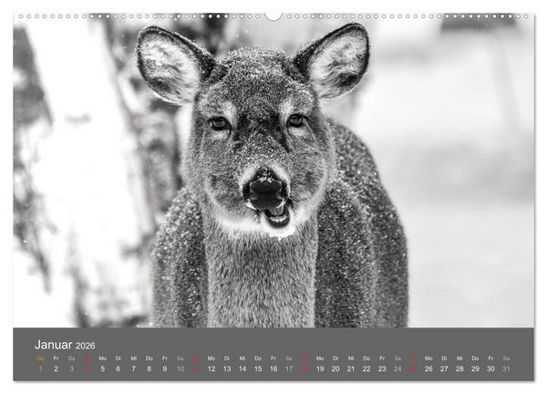 Produktbild: Tierische Augenblicke in Schwarz-Wei&szlig; (hochwertiger Premium Wandkalender 2026 DIN A2 quer), Kunstdruck in Hochglanz