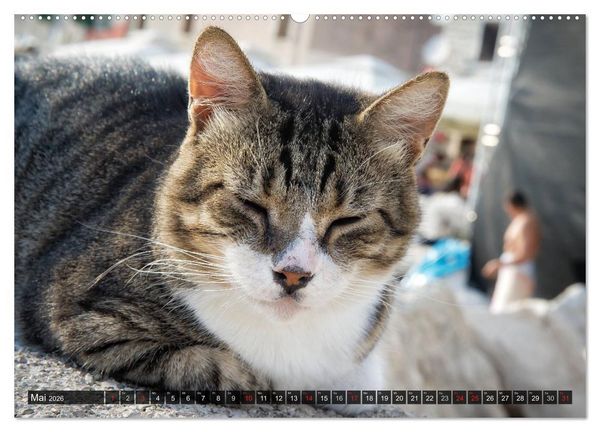 Produktbild: Die Katzen von Rovinj (Wandkalender 2026 DIN A2 quer), CALVENDO Monatskalender