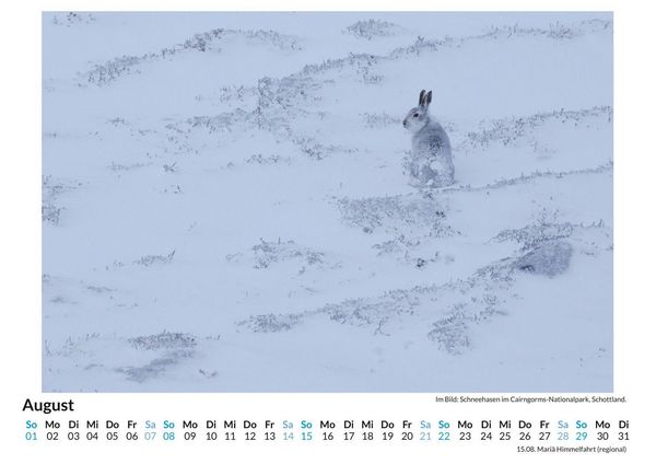 Produktbild: Schneehasen