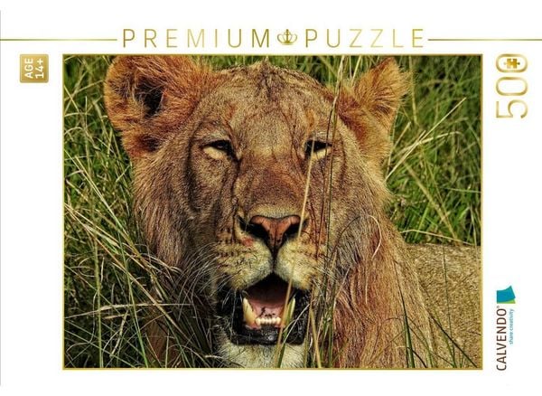 CALVENDO Puzzle Löwe in der Masai Mara | 500 Teile Lege-Größe 48 × 36 cm Foto-Puzzle für Erwachsene