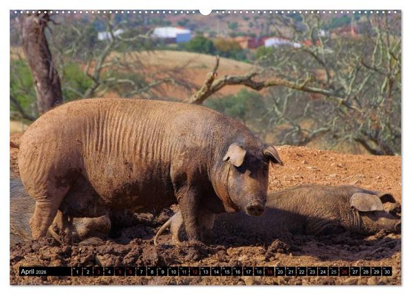 Produktbild: Extremadura - Unbekanntes Spanien (hochwertiger Premium Wandkalender 2026 DIN A2 quer), Kunstdruck in Hochglanz