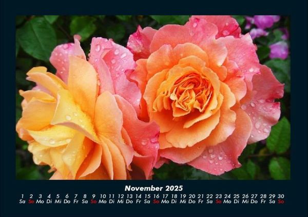 Produktbild: Strahlend sch&ouml;ne Rosen 2025 Fotokalender DIN A4