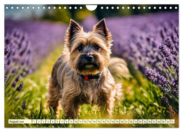 Produktbild: Cairn Terrier - lustiges Raubein aus Schottland (Wandkalender 2026 DIN A4 quer), CALVENDO Monatskalender