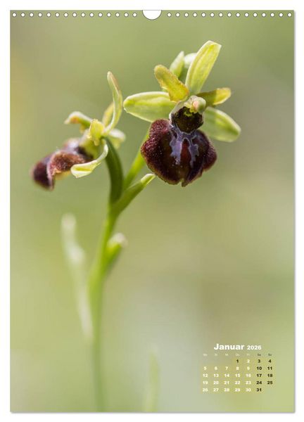Produktbild: Orchideen in freier Wildbahn (Wandkalender 2026 DIN A3 hoch), CALVENDO Monatskalender