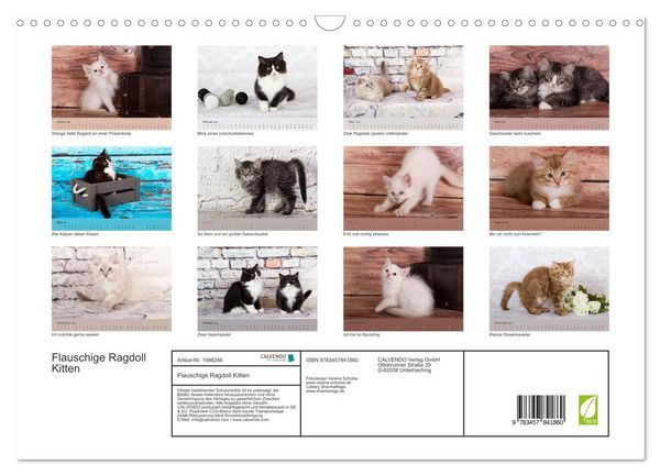 Produktbild: Flauschige Ragdoll Kitten (Wandkalender 2026 DIN A3 quer), CALVENDO Monatskalender