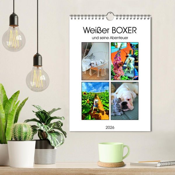 Produktbild: Wei&szlig;er BOXER (Wandkalender 2026 DIN A4 hoch), CALVENDO Monatskalender