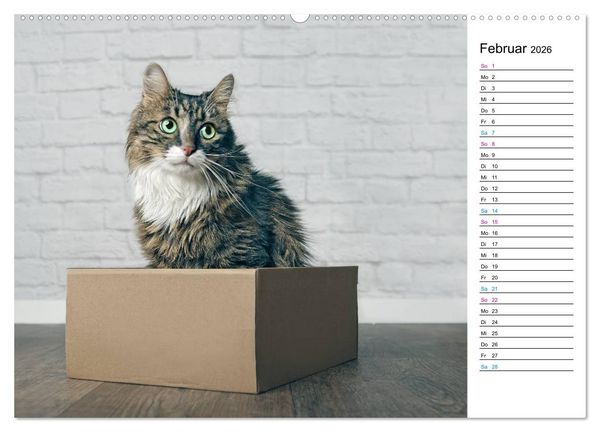 Produktbild: Karton Katzen (Wandkalender 2026 DIN A2 quer), CALVENDO Monatskalender