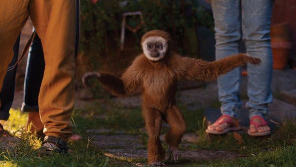 Produktbild: Monky - Kleiner Affe, gro&szlig;er Spass
