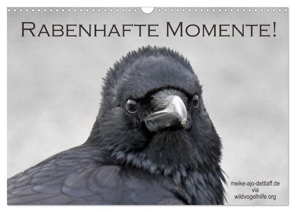 Produktbild: Rabenhafte Momente! (Wandkalender 2026 DIN A3 quer), CALVENDO Monatskalender