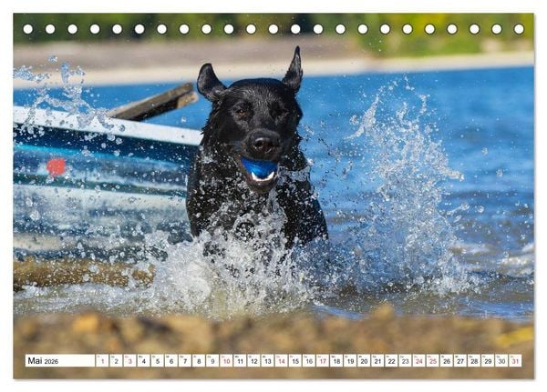 Produktbild: Labrador Retriever - Freunde f&uuml;r&acute;s Leben (Tischkalender 2026 DIN A5 quer), CALVENDO Monatskalender
