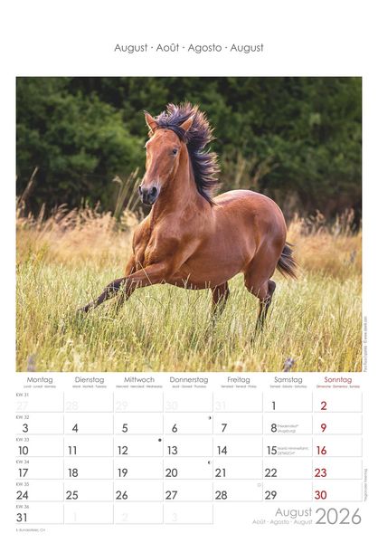 Pferde 2026 - Bildkalender 23,7x34 cm - Kalender mit Platz für Notizen - mit vielen Zusatzinformationen - Horses - Wandkalender - Alpha Edition