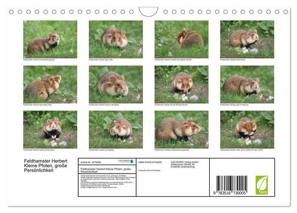 Produktbild: Feldhamster Herbert Kleine Pfoten, gro&szlig;e Pers&ouml;nlichkeit (Wandkalender 2026 DIN A4 quer), CALVENDO Monatskalender