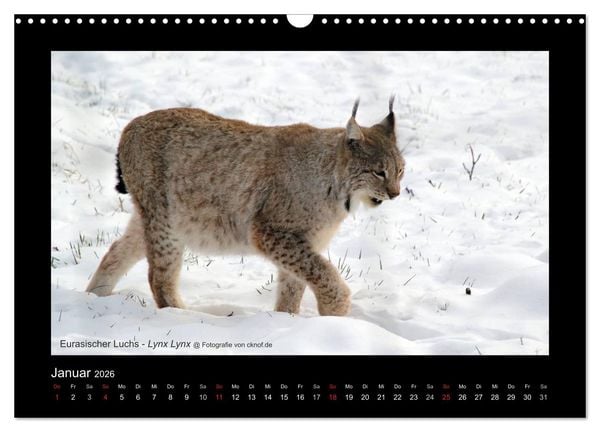 Produktbild: Wildtiere (Wandkalender 2026 DIN A3 quer), CALVENDO Monatskalender