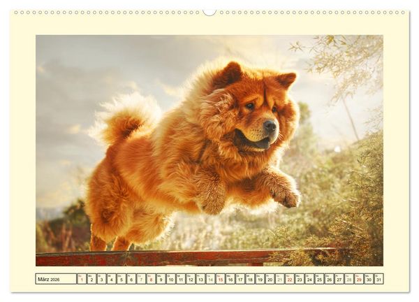 Produktbild: Chow Chow Momente. Fellpoesie aus dem Reich der Mitte (hochwertiger Premium Wandkalender 2026 DIN A2 quer), Kunstdruck in Hochglanz