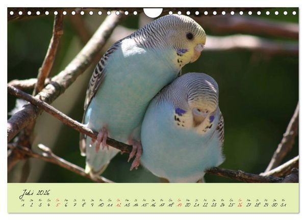 Produktbild: Wellensittiche - Gefiederte Freunde (Wandkalender 2026 DIN A4 quer), CALVENDO Monatskalender