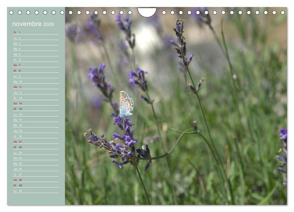 Produktbild: Merveilleux papillons (Calendrier mural 2026 DIN A4 vertical), CALVENDO calendrier mensuel