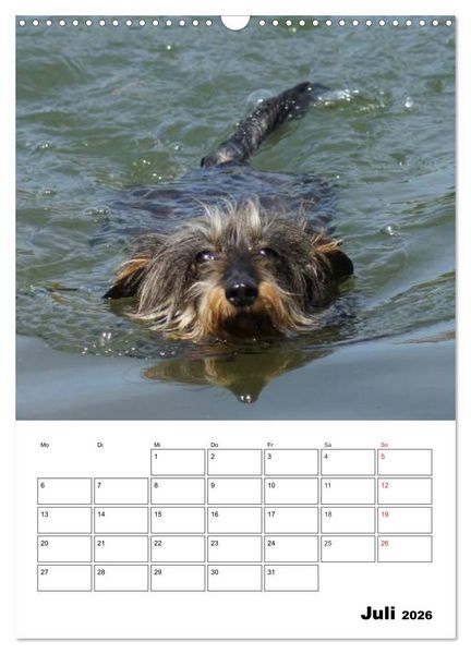 Produktbild: Liebenswerte Zwergrauhaardackel (Wandkalender 2026 DIN A3 hoch), CALVENDO Monatskalender