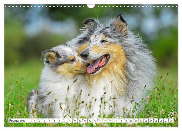 Produktbild: Colliewelpen - kleine Collies erobern die Welt (Wandkalender 2026 DIN A3 quer), CALVENDO Monatskalender