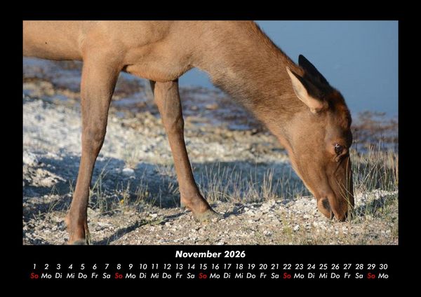 Produktbild: Der Tierkalender 2026 Fotokalender DIN A3