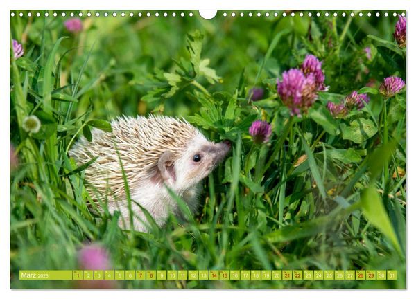 Produktbild: Atelerix - Afrikanische Wei&szlig;bauchigel (Wandkalender 2026 DIN A3 quer), CALVENDO Monatskalender