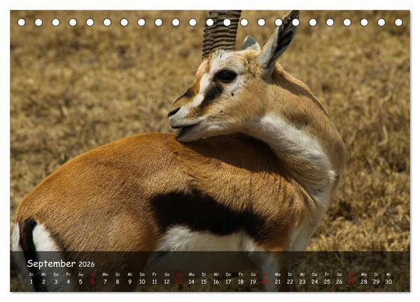 Produktbild: Wildes Ostafrika - Tansania und Kenia hautnah (Tischkalender 2026 DIN A5 quer), CALVENDO Monatskalender