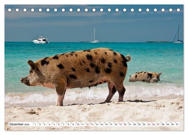 Produktbild: Schweine im Dauerurlaub auf den Bahamas! (Tischkalender 2026 DIN A5 quer), CALVENDO Monatskalender