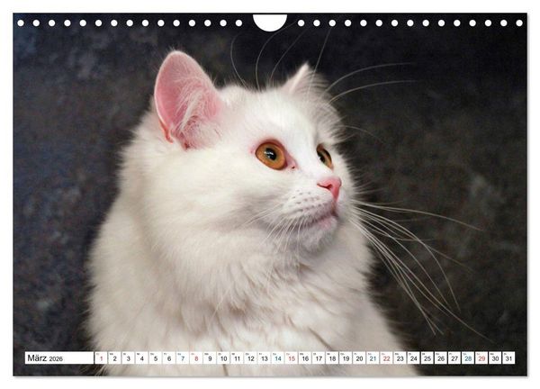 Produktbild: Die Perserkatze - Farbschlag Wei&szlig; (Wandkalender 2026 DIN A4 quer), CALVENDO Monatskalender