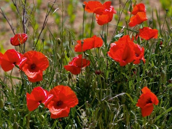 Produktbild: CALVENDO Puzzle Mohnblumen am Feldrand | 1000 Teile Lege-Gr&ouml;&szlig;e 64x48cm Foto-Puzzle f&uuml;r gl&uuml;ckliche Stunden