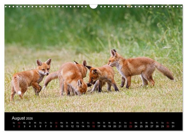 Produktbild: F&uuml;chse in freier Natur (Wandkalender 2026 DIN A3 quer), CALVENDO Monatskalender