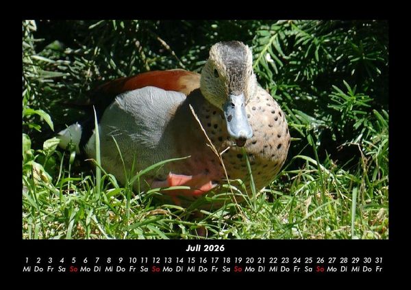Produktbild: Enten 2026 Fotokalender DIN A3