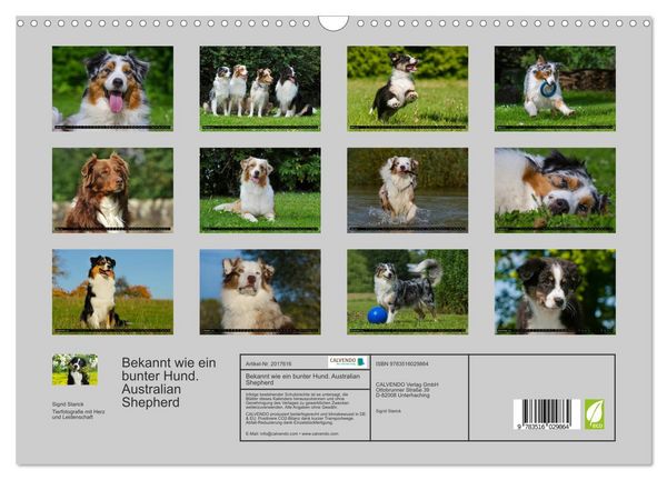 Produktbild: Bekannt wie ein bunter Hund. Australian Shepherd (Wandkalender 2026 DIN A3 quer), CALVENDO Monatskalender