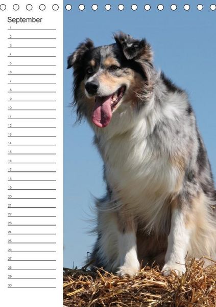 Produktbild: Der Aussie - Geburtstagskalender (Tischkalender immerw&auml;hrend DIN A5 hoch)