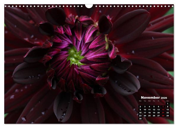 Produktbild: Magical Dahlias (Wall Calendar 2026 DIN A3 landscape), CALVENDO 12 Month Wall Calendar