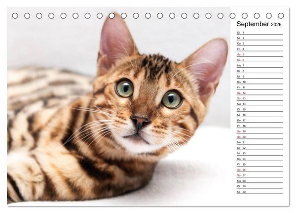 Produktbild: Bengal K&auml;tzchen - Der Geburtstagskalender (Tischkalender 2026 DIN A5 quer), CALVENDO Monatskalender