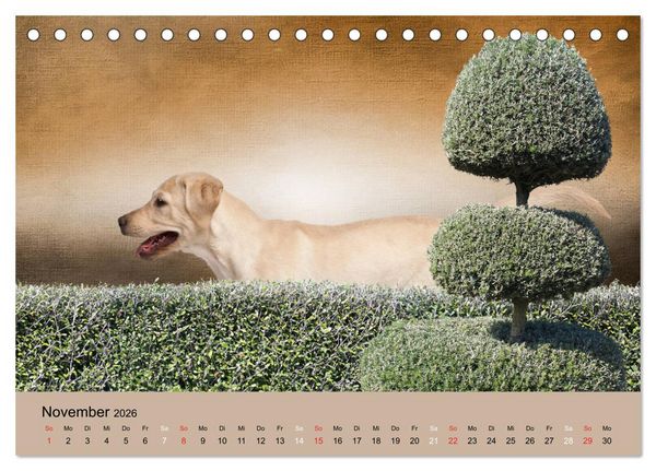 Produktbild: Labrador Retriever unsere Freunde (Tischkalender 2026 DIN A5 quer), CALVENDO Monatskalender