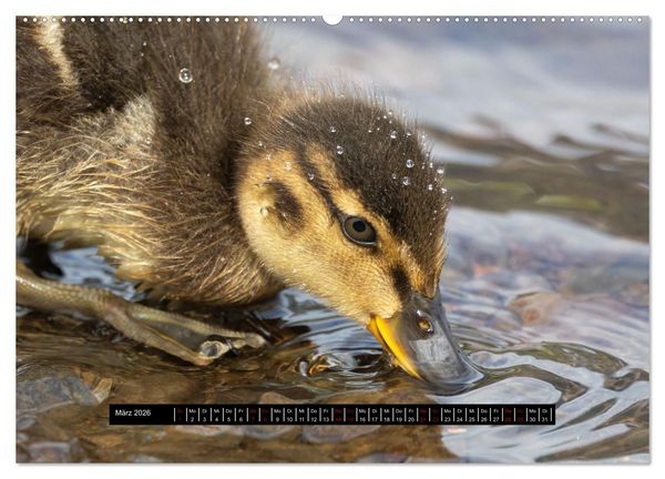 Produktbild: V&ouml;gel auf Island (Wandkalender 2026 DIN A2 quer), CALVENDO Monatskalender