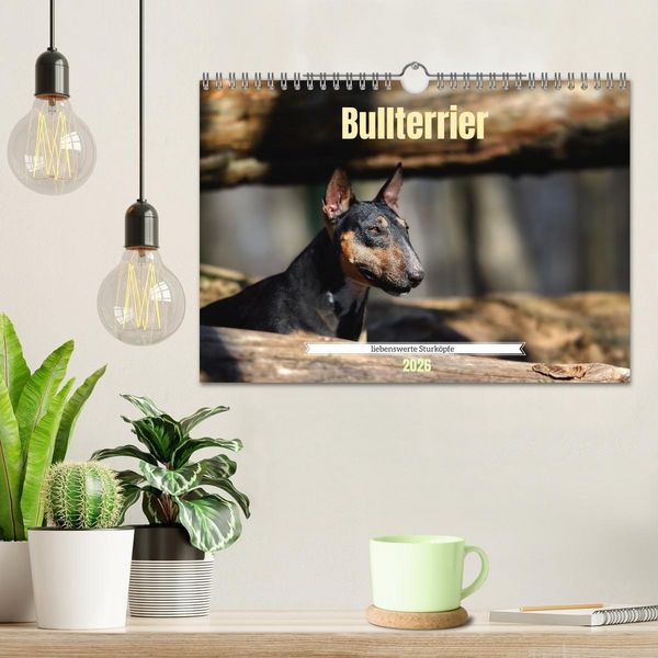 Produktbild: Bullterrier, liebenswerte Sturk&ouml;pfe (Wandkalender 2026 DIN A4 quer), CALVENDO Monatskalender