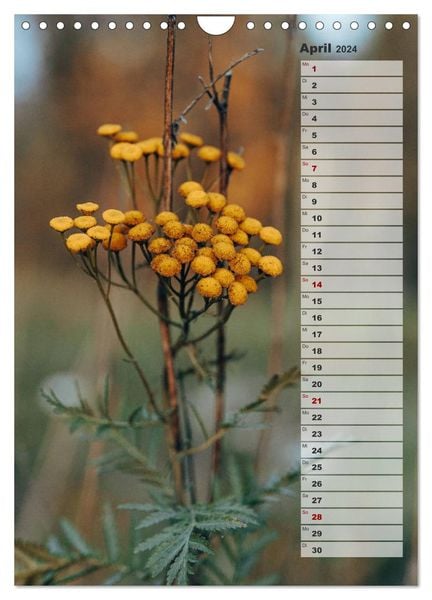 'Kalender - Natur im Detail (Wandkalender 2024 DIN A4 hoch), CALVENDO 