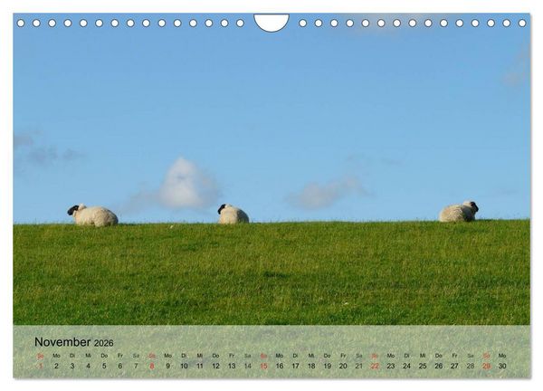 Produktbild: Schafe z&auml;hlen leicht gemacht! (Wandkalender 2026 DIN A4 quer), CALVENDO Monatskalender