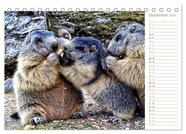 Produktbild: Wildlife - Verspielte Murmeltiere (Tischkalender 2026 DIN A5 quer), CALVENDO Monatskalender
